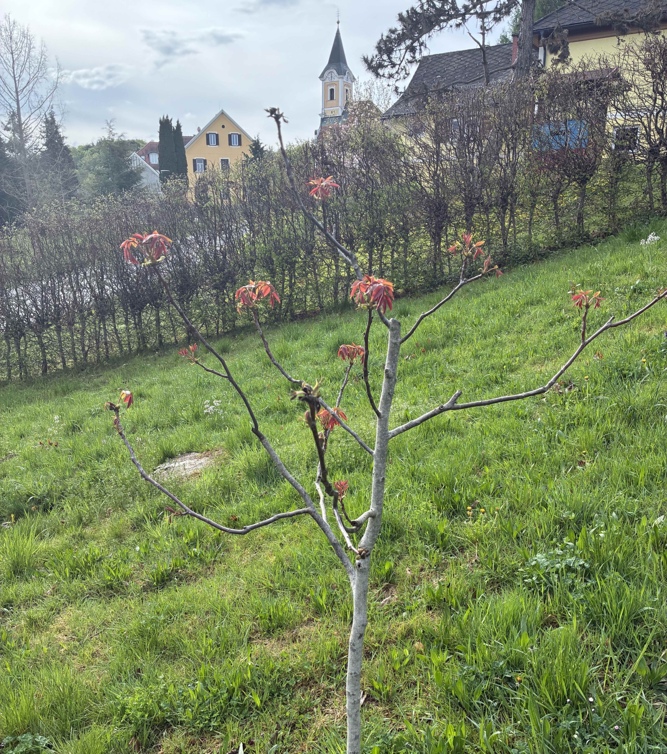Foto Nussbaum